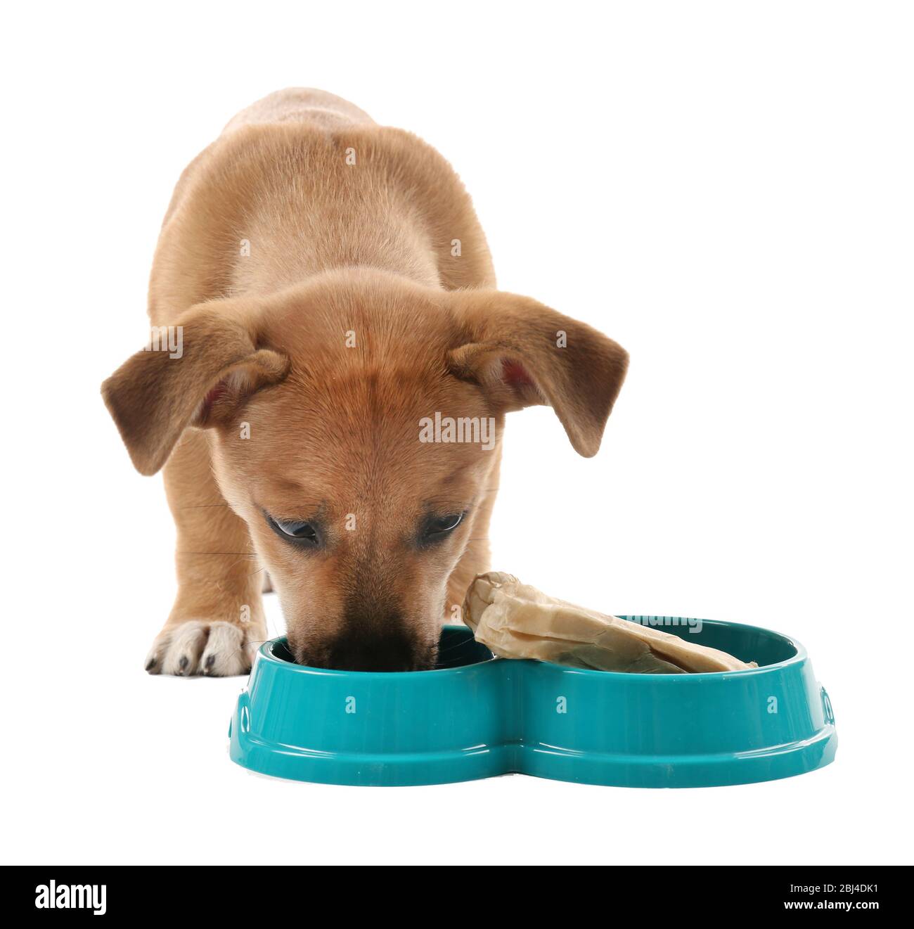 Funny puppy eating from bowl isolated on white Stock Photo Alamy