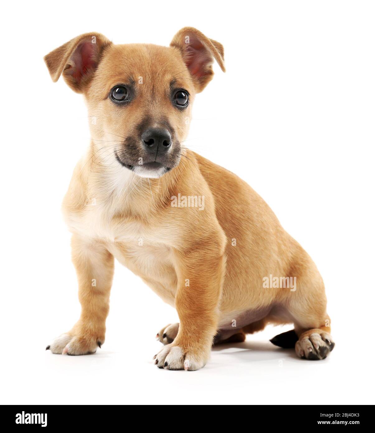 Puppy isolated on white Stock Photo - Alamy