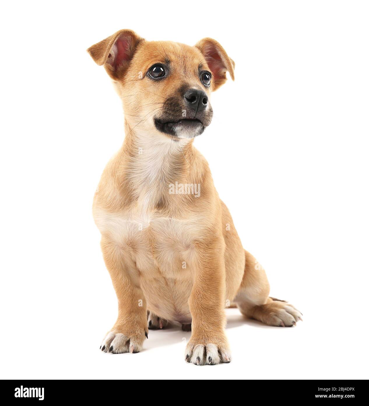 Puppy isolated on white Stock Photo - Alamy