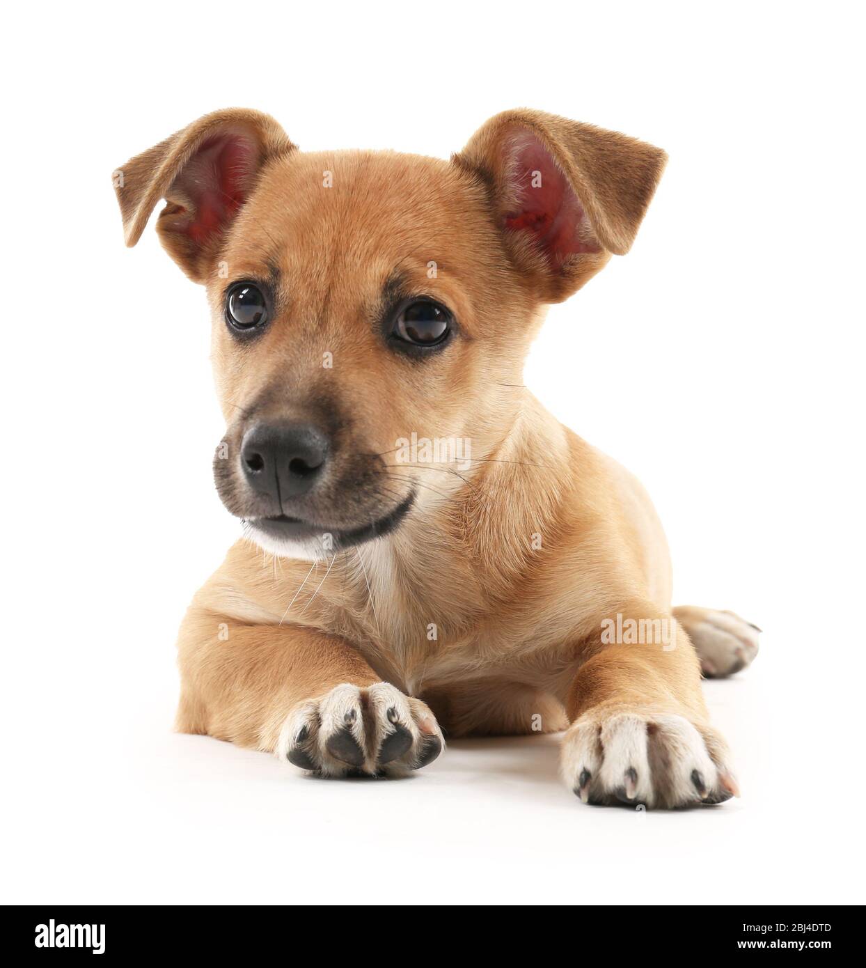 Puppy isolated on white Stock Photo - Alamy