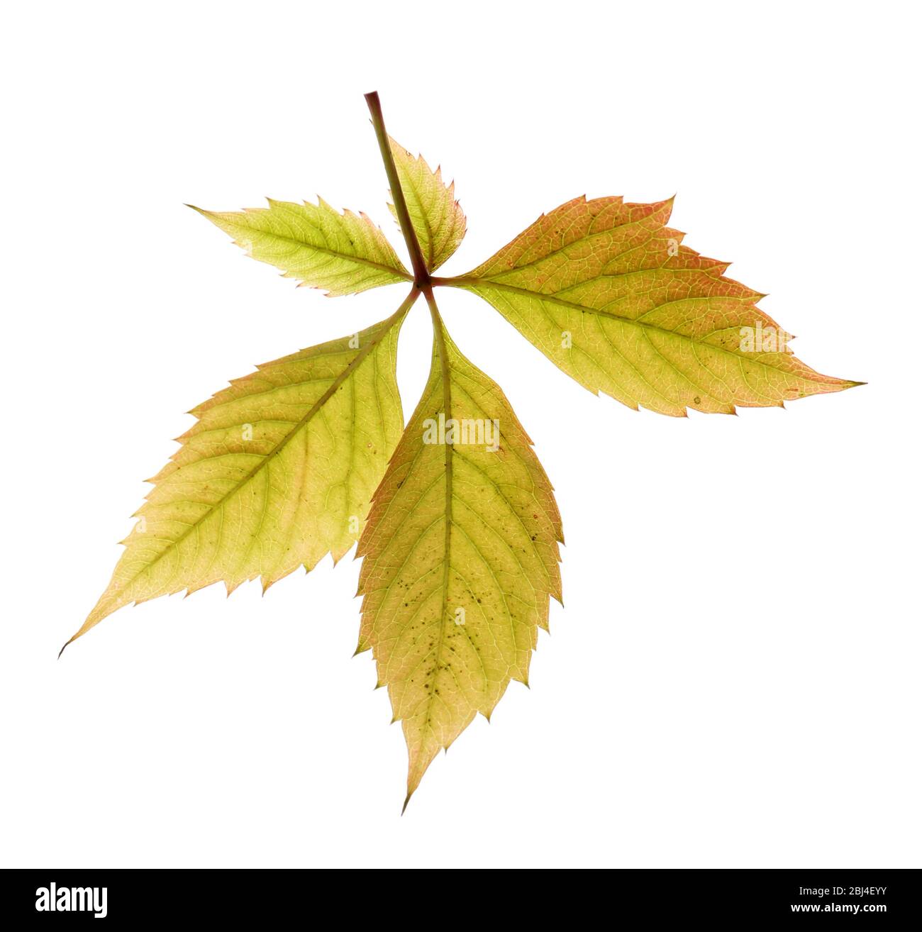 Autumn leaves isolated on white Stock Photo - Alamy