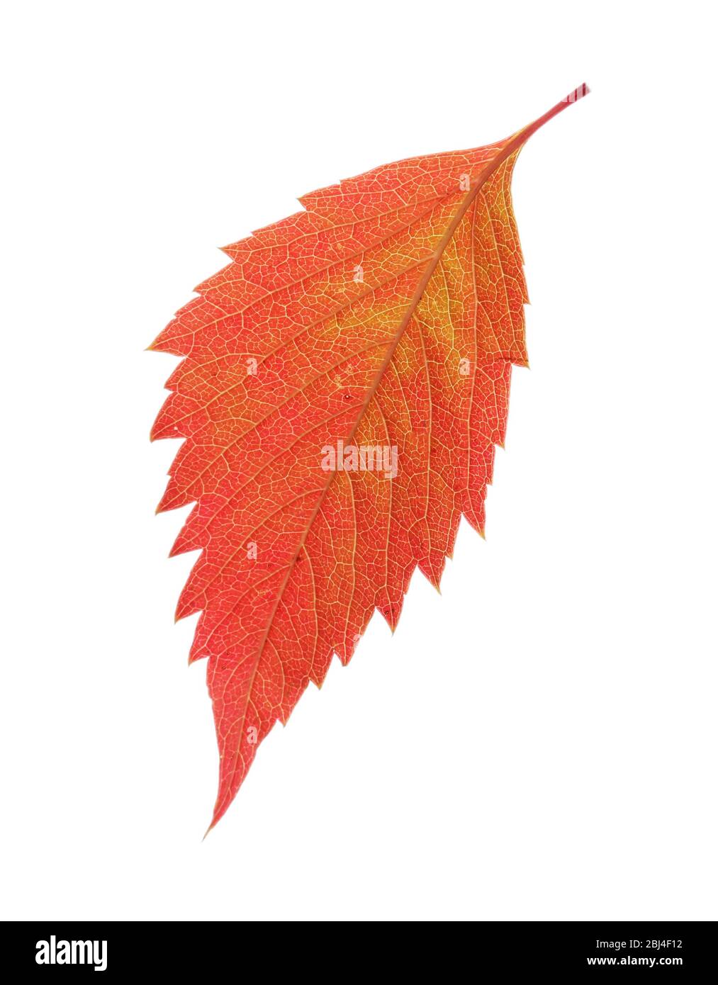Autumn red leaf isolated on white Stock Photo - Alamy