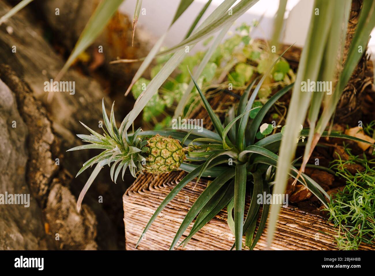 Small pineapple grows in a pot. Growing pineapple at home Stock Photo
