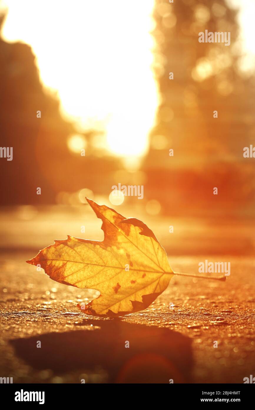 Autumn leaf on asphalt hi-res stock photography and images - Alamy