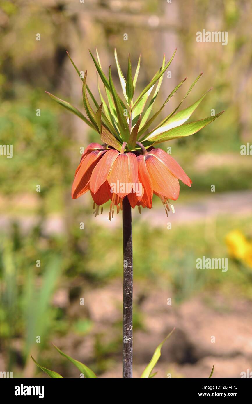 Orange bell lily in the garden. Imperial fritilleria flower. Blurred background. Vertical. Stock Photo