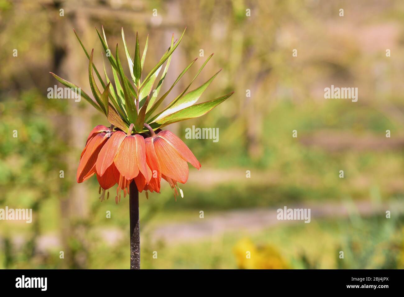 Orange bell lily in the garden. Imperial fritilleria flower. Blurred background. Copy-space. Stock Photo