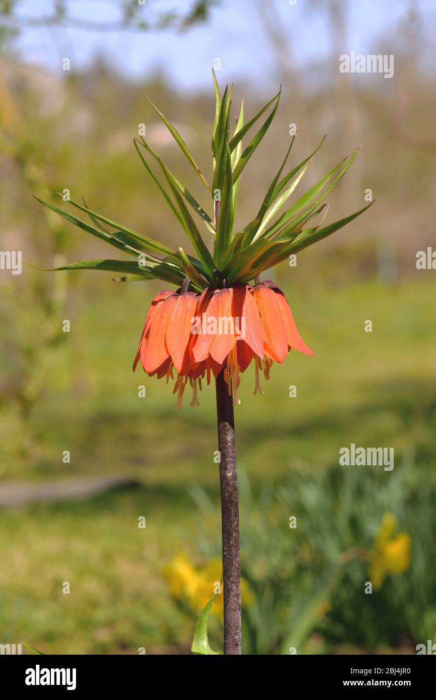 Orange bell lily in the garden. Imperial fritilleria flower. Blurred background. Vertical. Stock Photo