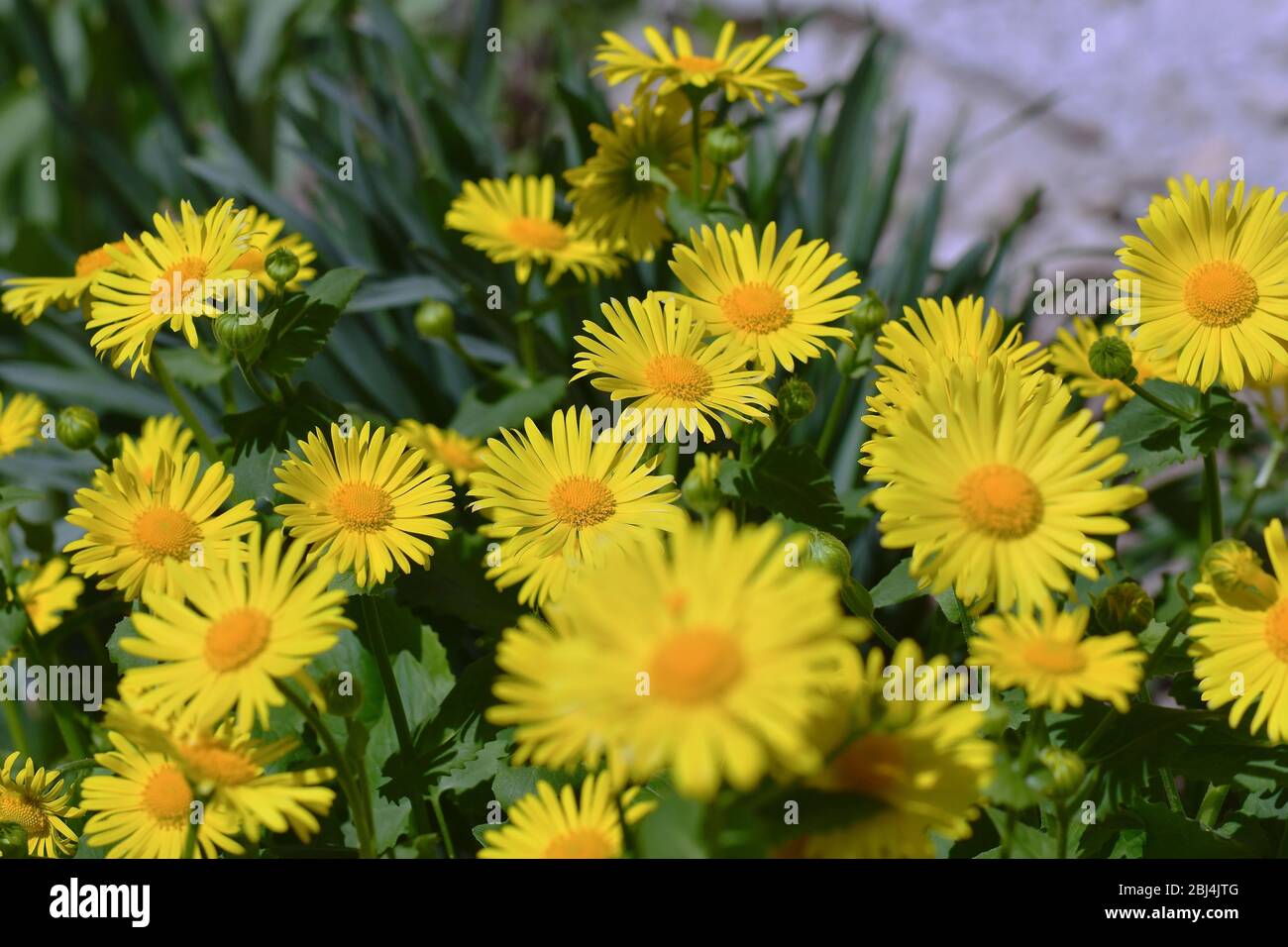 Daisy. Perennial daisies. Yellow garden flowers Stock Photo Alamy