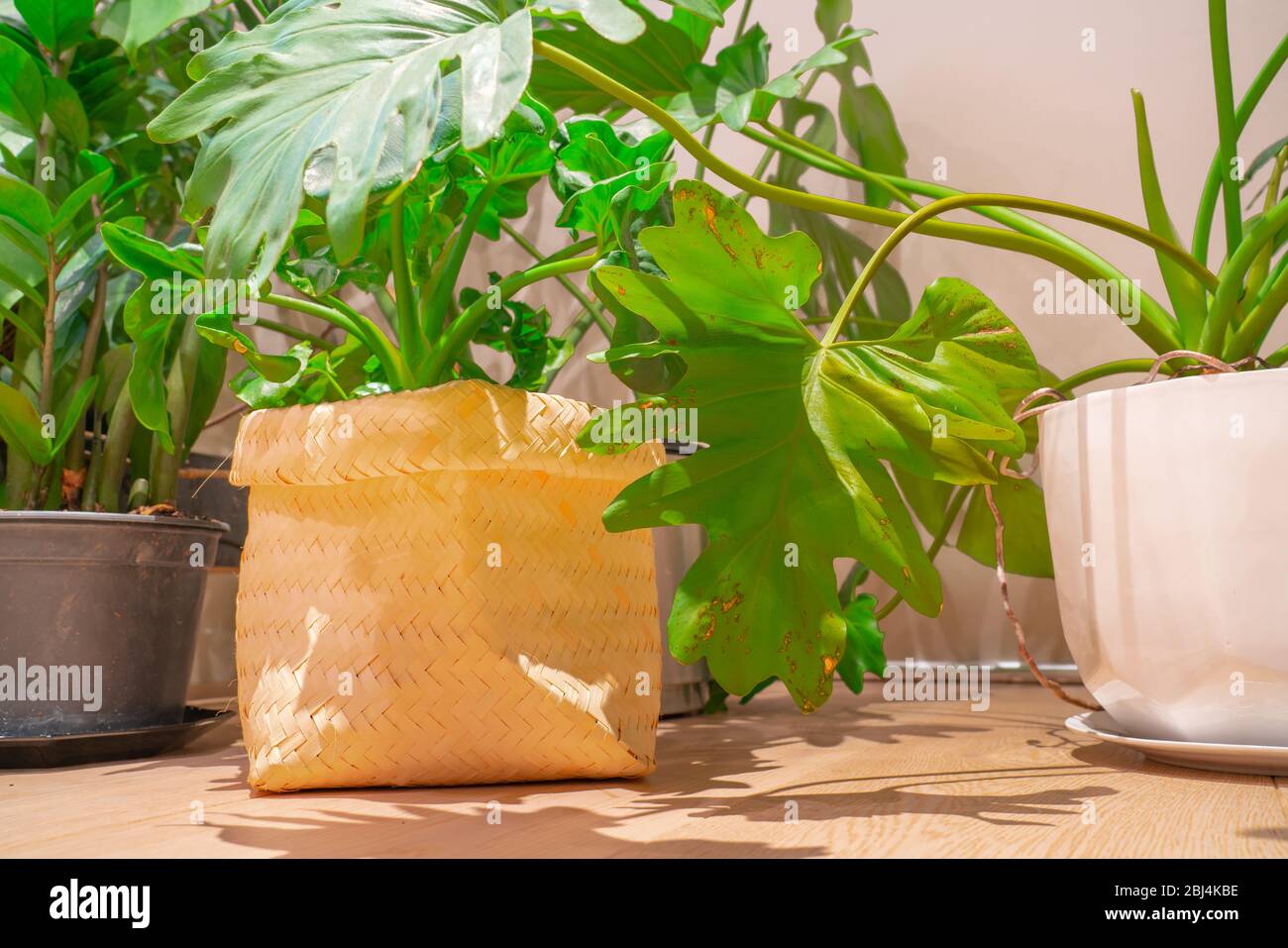 Home interior image of popular large leafed potted indoor plants Stock