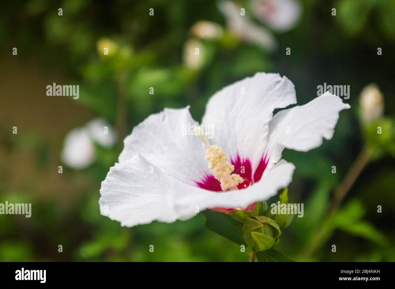 Bright Hibiscus flower blooming in the tropical garden, in soft focus on natural green bokeh background Stock Photo