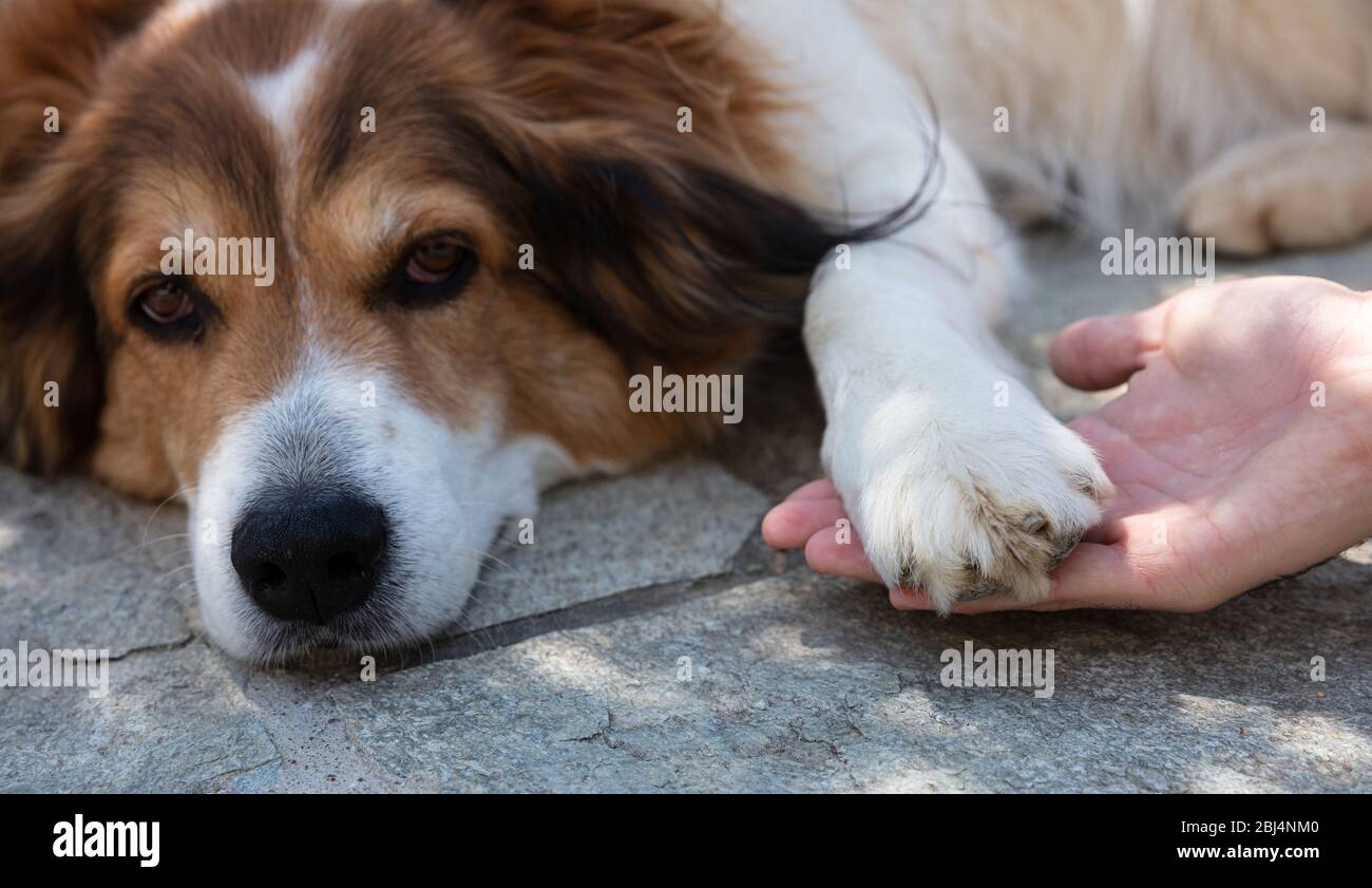 Shepherd dog laying down tired, Man hand holding dogs paw tenderly. White and brown color domestic animal pet lazy or sick Stock Photo