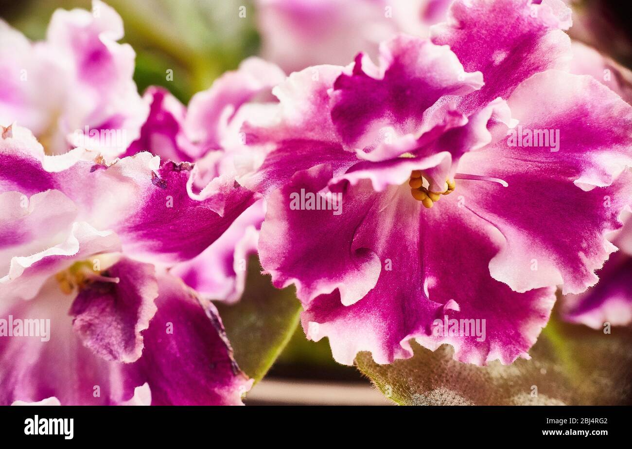 Flowering curly red-white African violet. Saintpaulia. Selective focus. Stock Photo