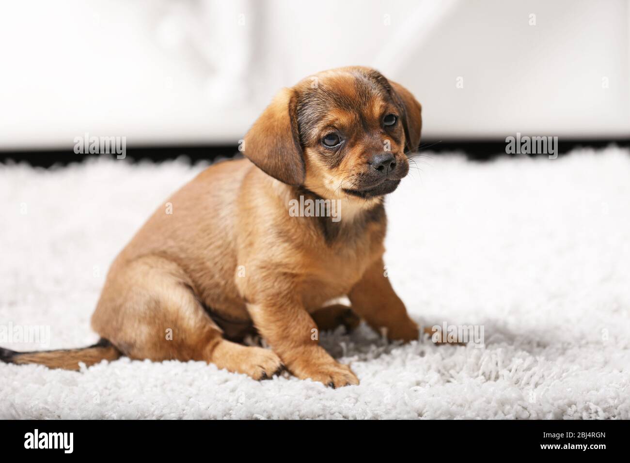 Cute puppy on carpet at home Stock Photo - Alamy