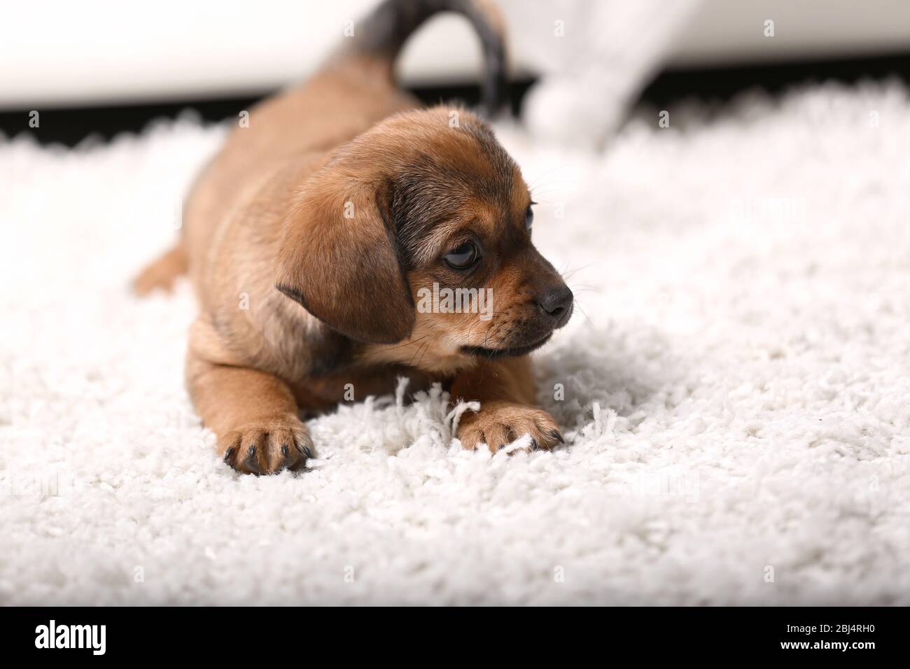 Cute puppy lying on carpet at home Stock Photo - Alamy