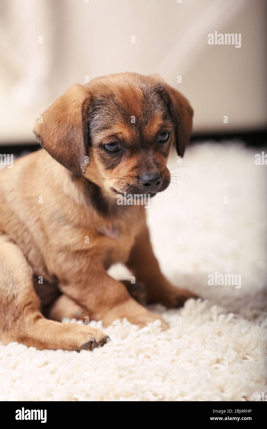 Cute puppy on carpet at home Stock Photo - Alamy