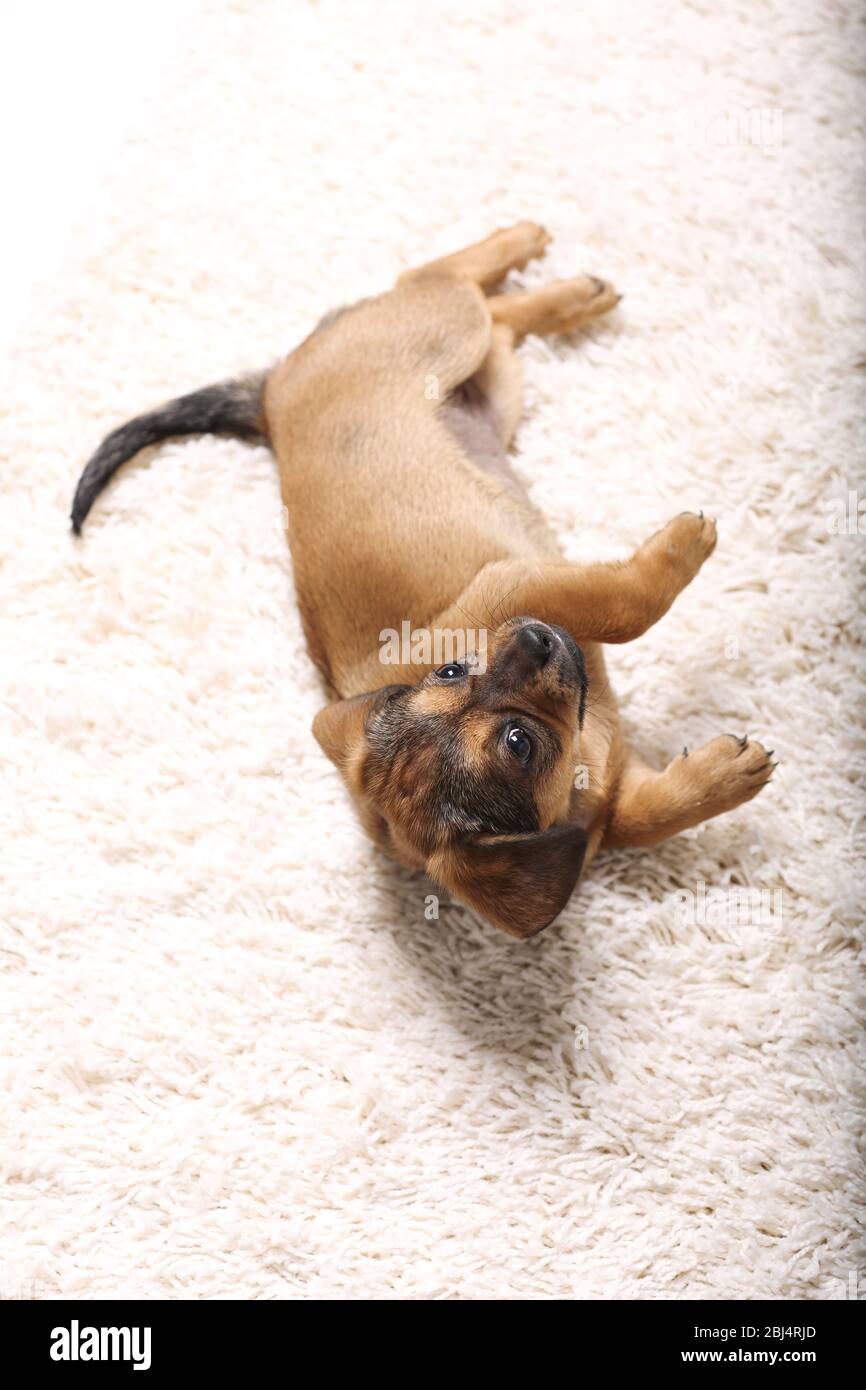 Cute puppy lying on carpet at home Stock Photo - Alamy