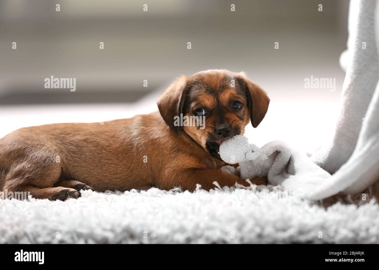 Cute puppy lying on carpet at home Stock Photo - Alamy