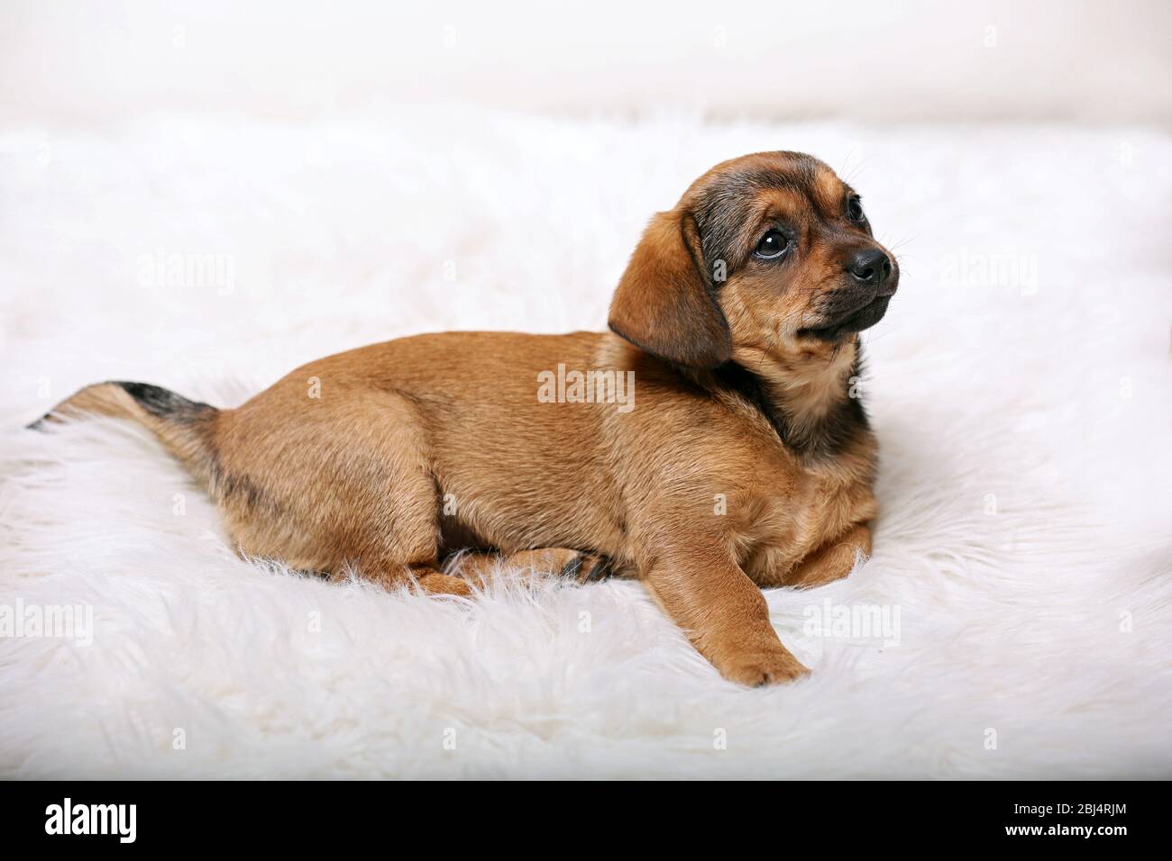 Cute puppy on carpet at home Stock Photo - Alamy