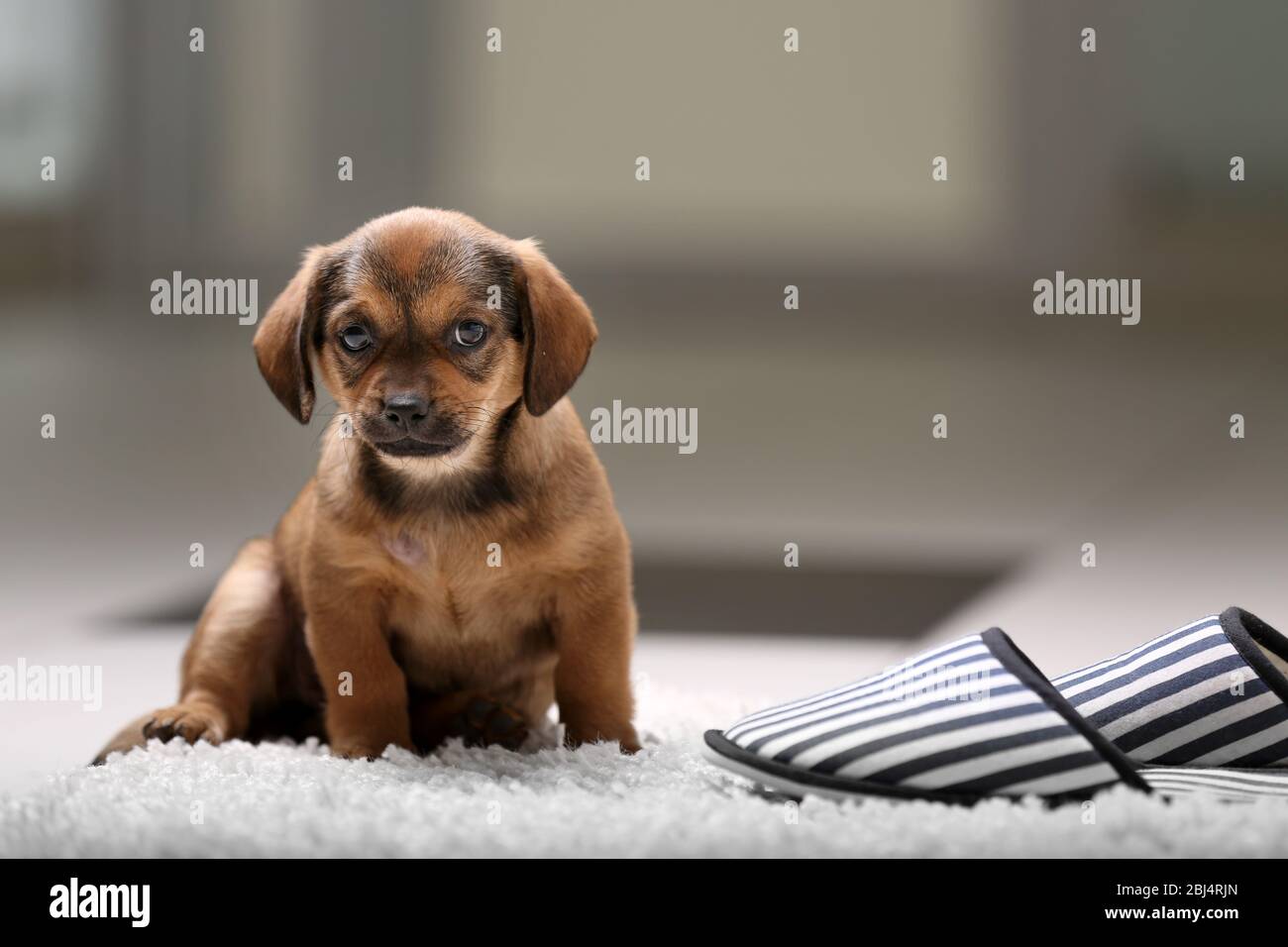 Cute puppy on carpet at home Stock Photo - Alamy