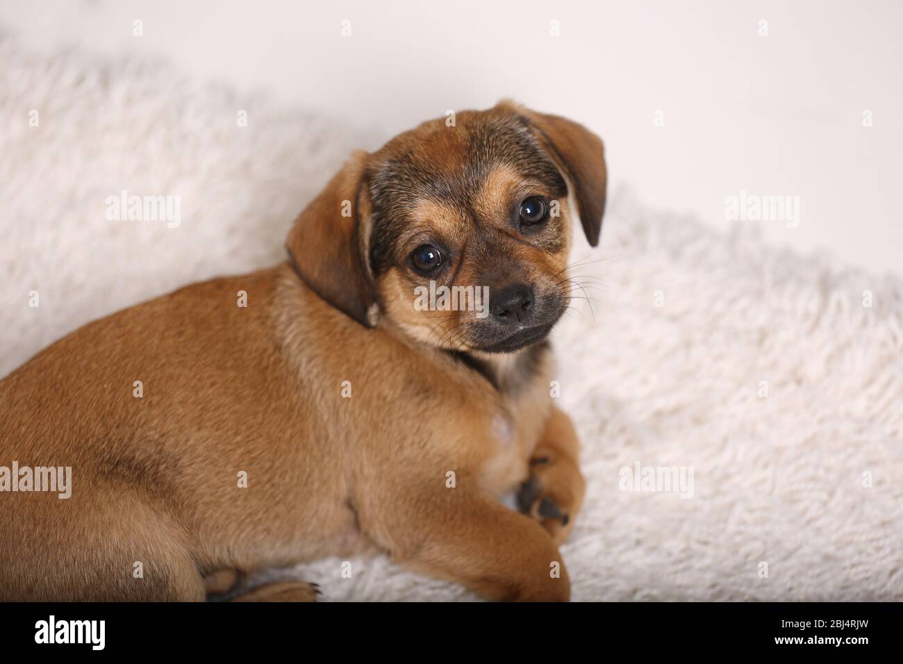 Cute puppy on carpet at home Stock Photo - Alamy