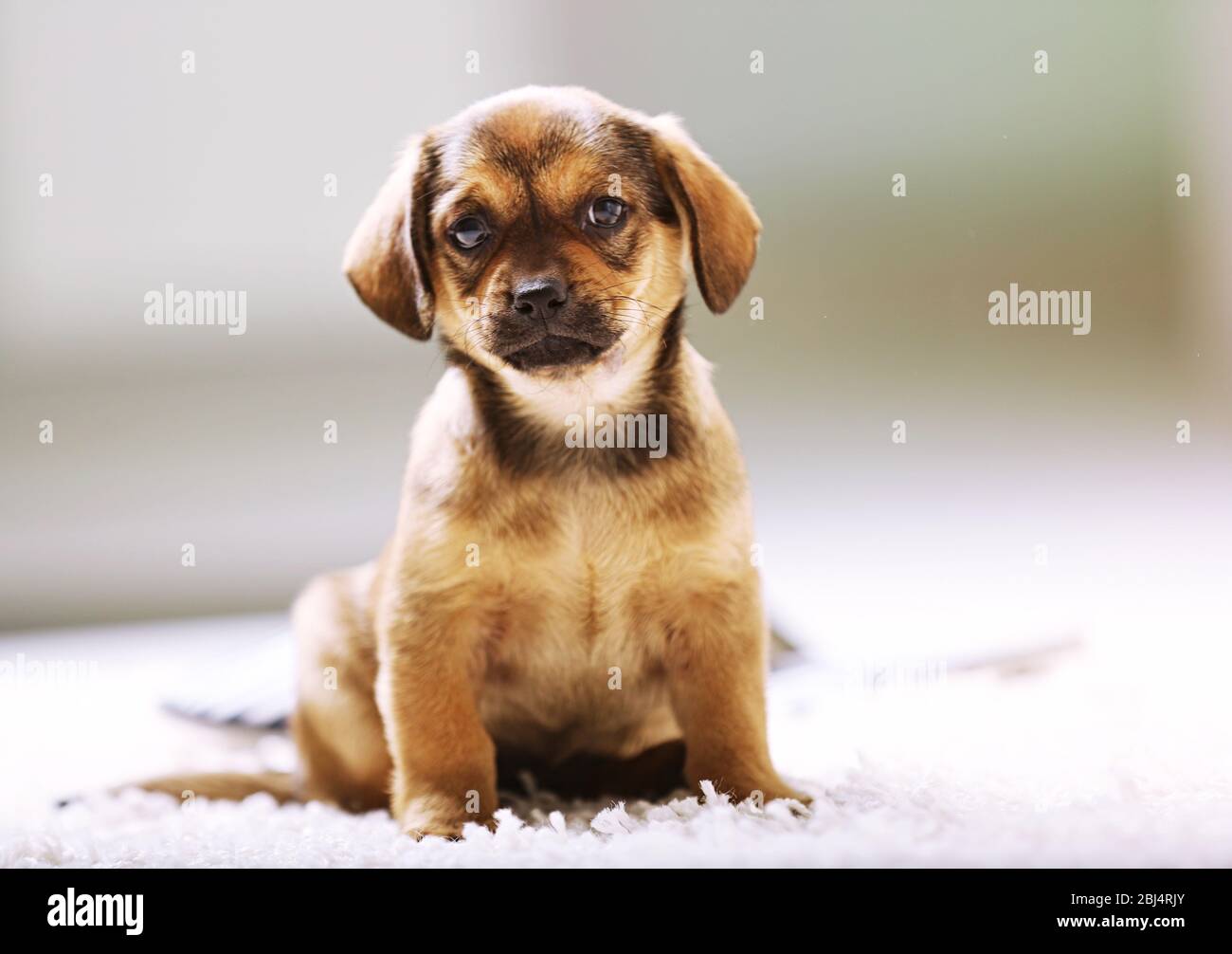 Cute puppy on carpet at home Stock Photo - Alamy
