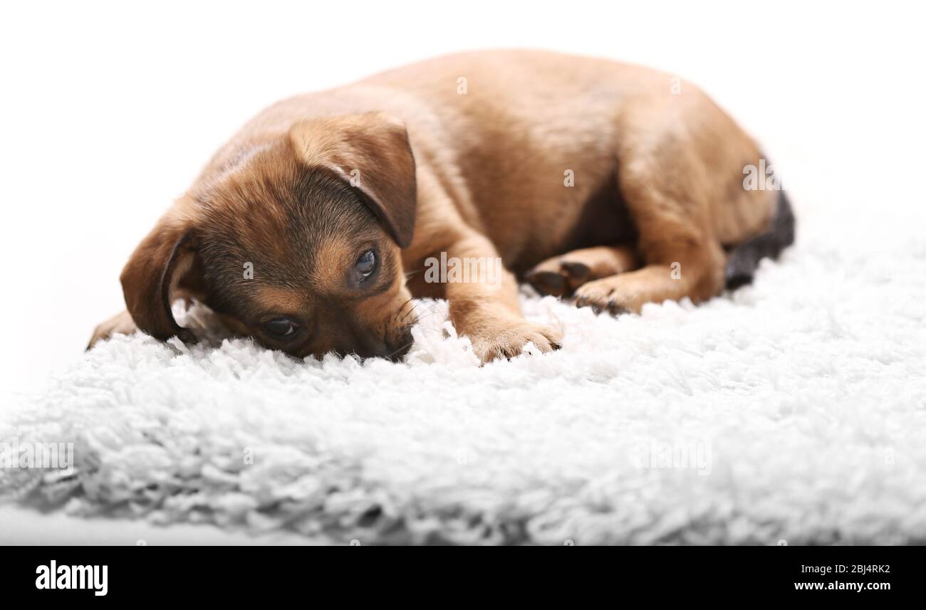 Cute puppy on carpet at home Stock Photo - Alamy