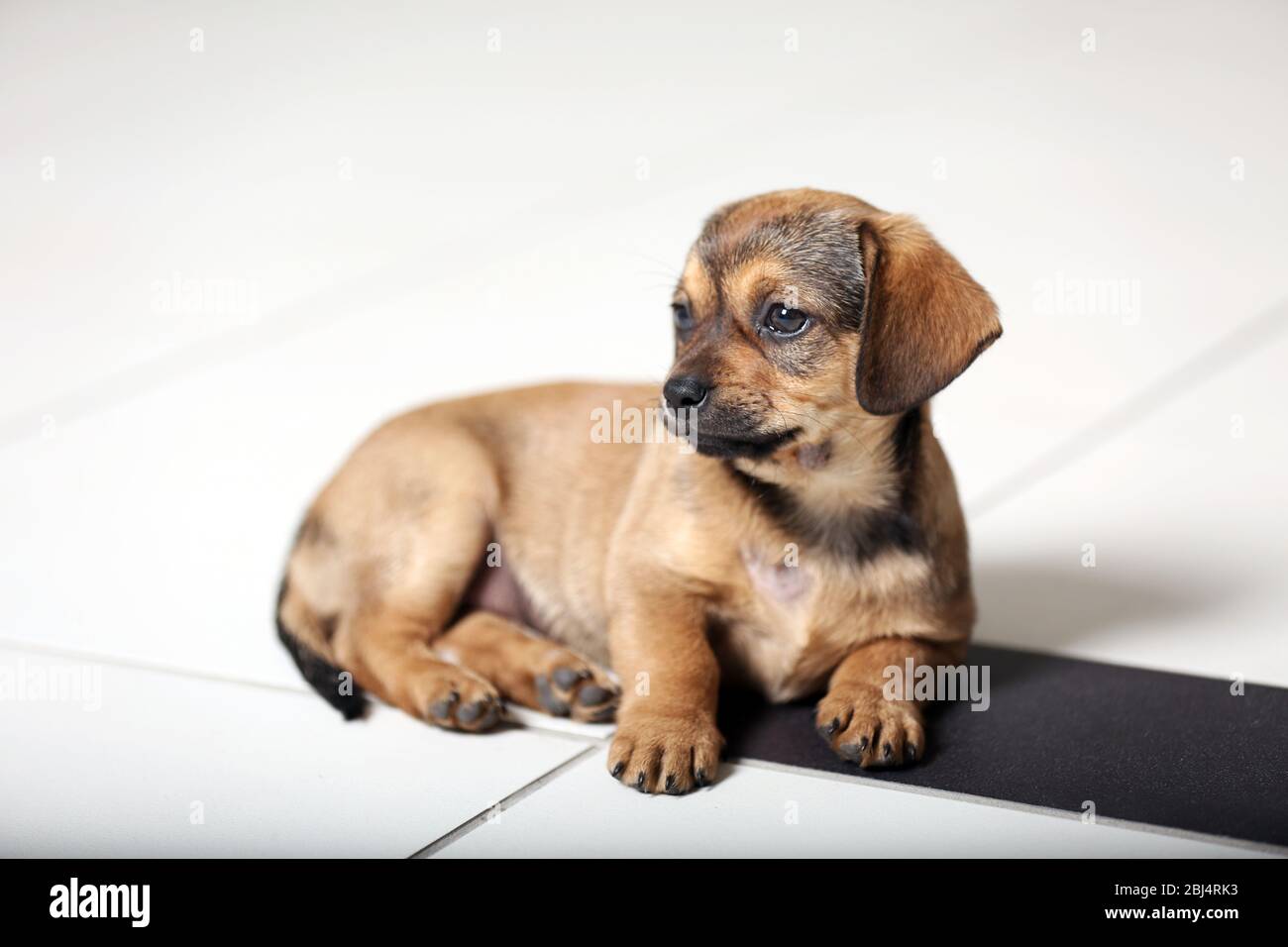 Cute puppy on floor at home Stock Photo - Alamy