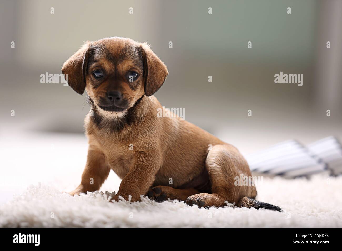 Cute puppy on carpet at home Stock Photo - Alamy
