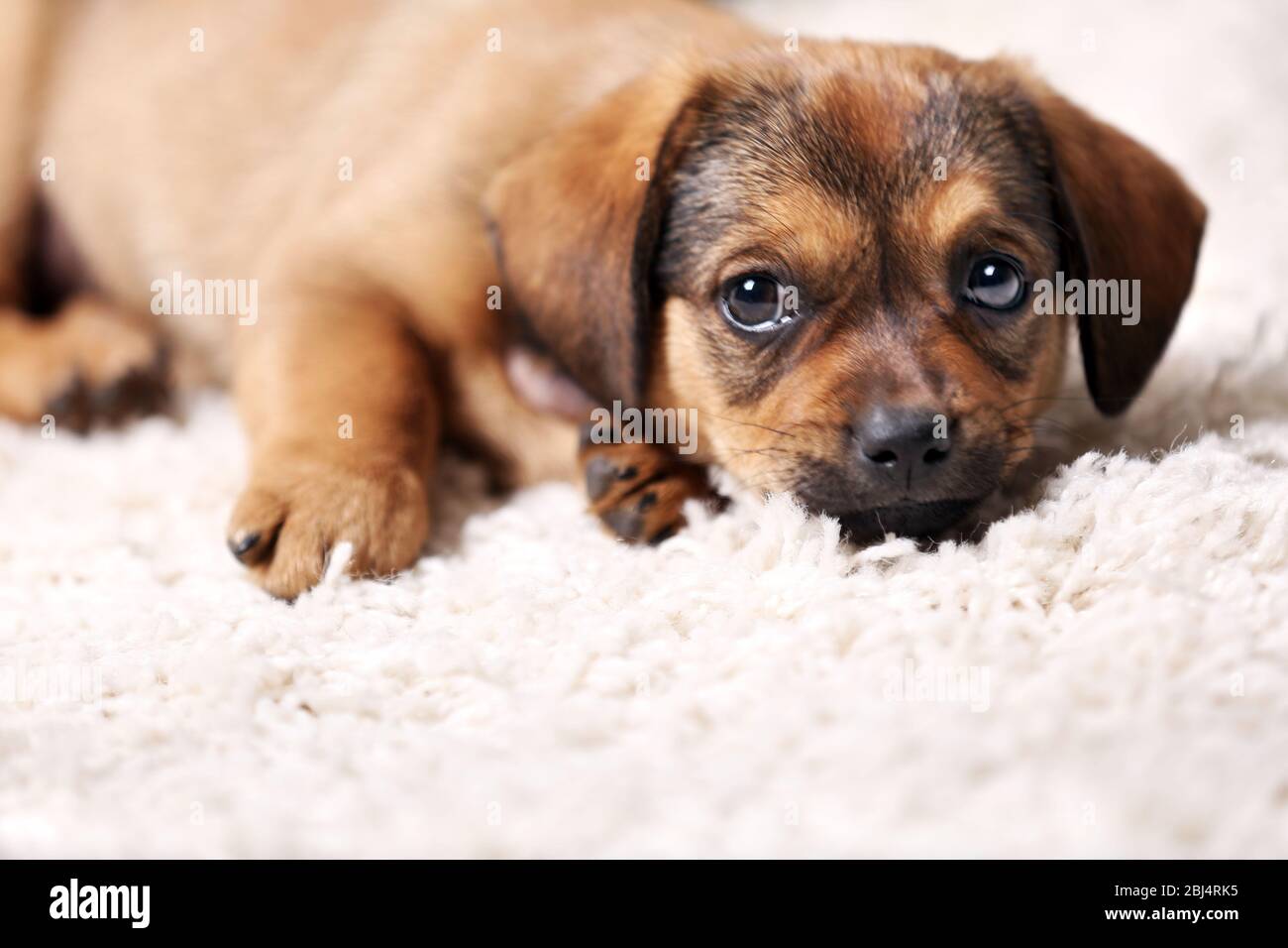 Cute puppy on carpet at home Stock Photo - Alamy