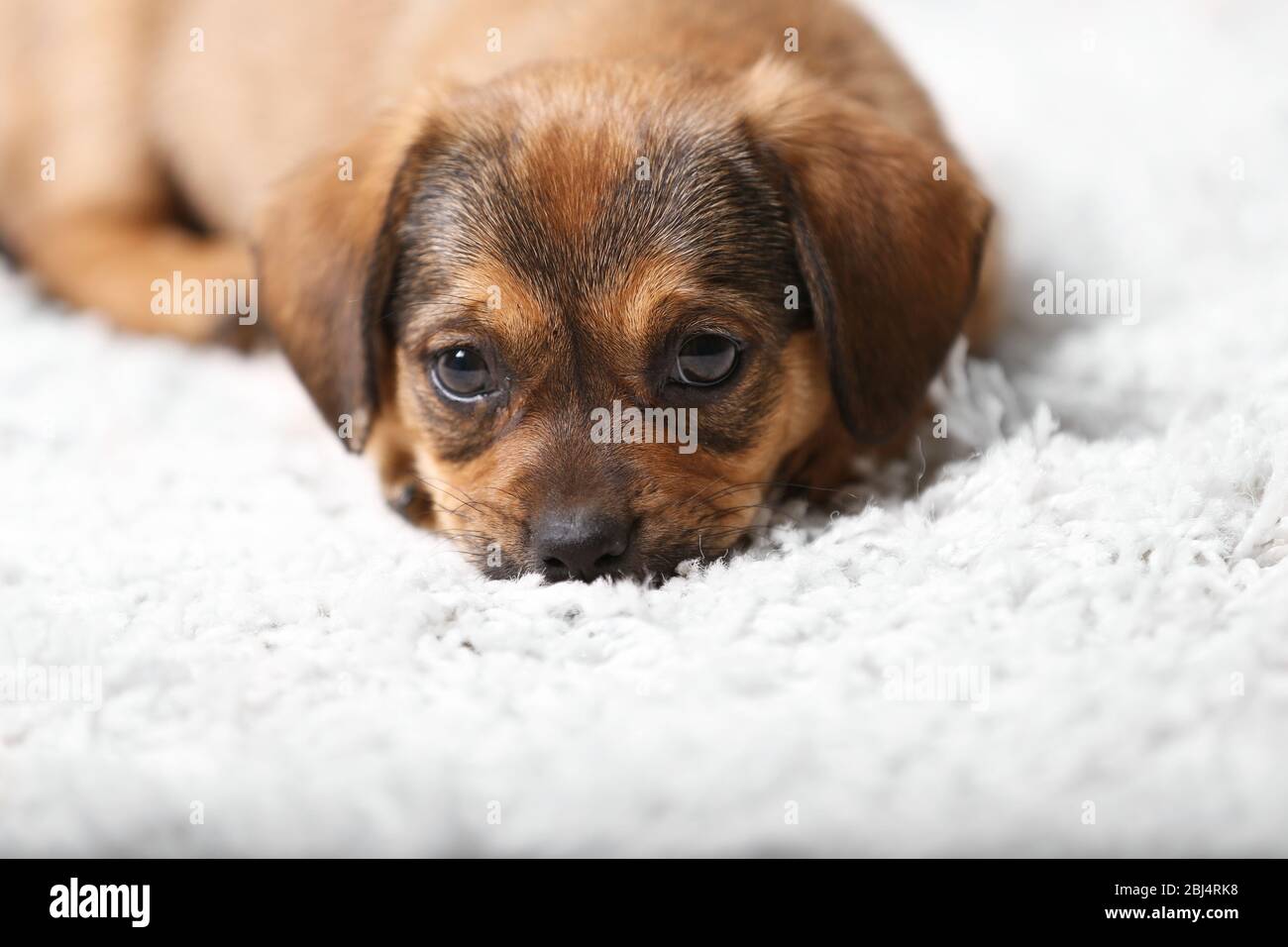 Cute puppy on carpet at home Stock Photo - Alamy