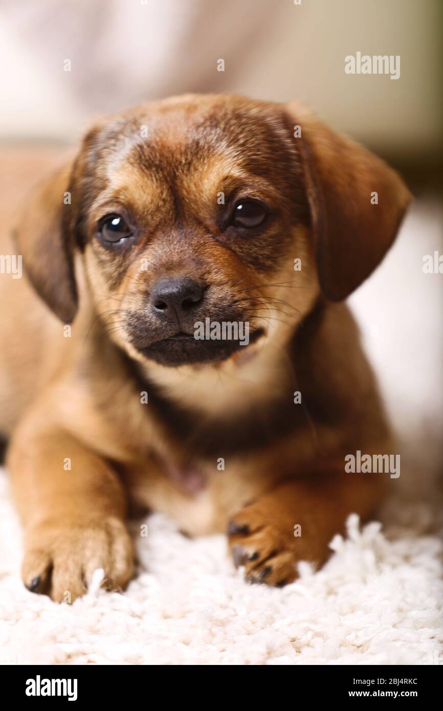 Cute puppy on carpet at home Stock Photo - Alamy