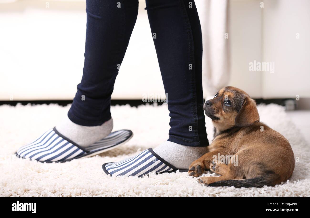 Cute puppy on carpet at home Stock Photo - Alamy