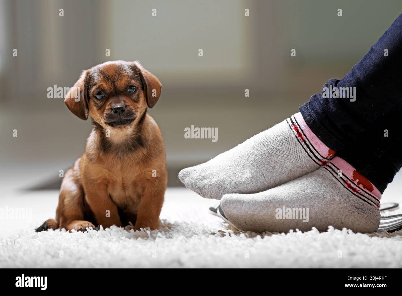 Cute puppy on carpet at home Stock Photo - Alamy
