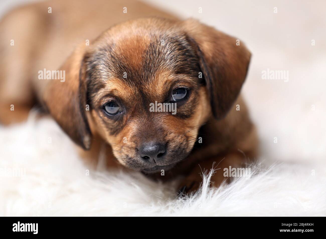 Cute puppy on carpet at home Stock Photo - Alamy