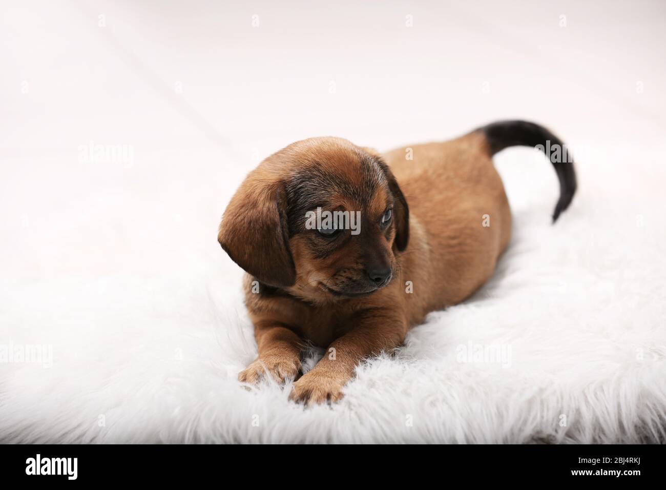Cute puppy on carpet at home Stock Photo - Alamy