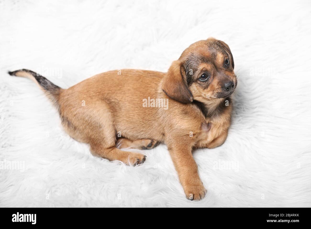 Cute puppy on carpet at home Stock Photo - Alamy