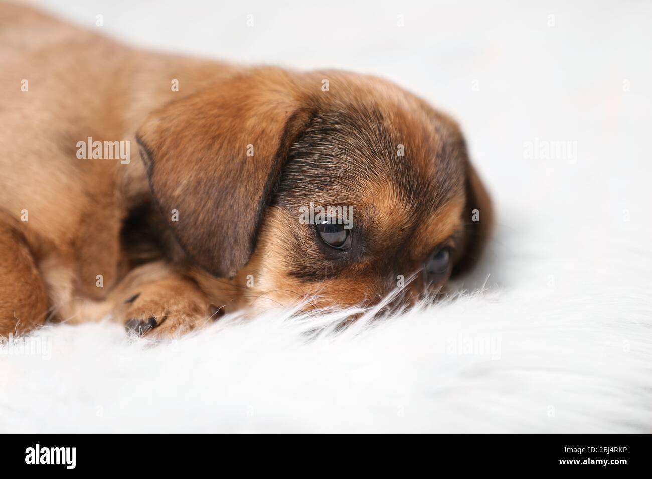 Cute puppy on carpet at home Stock Photo - Alamy