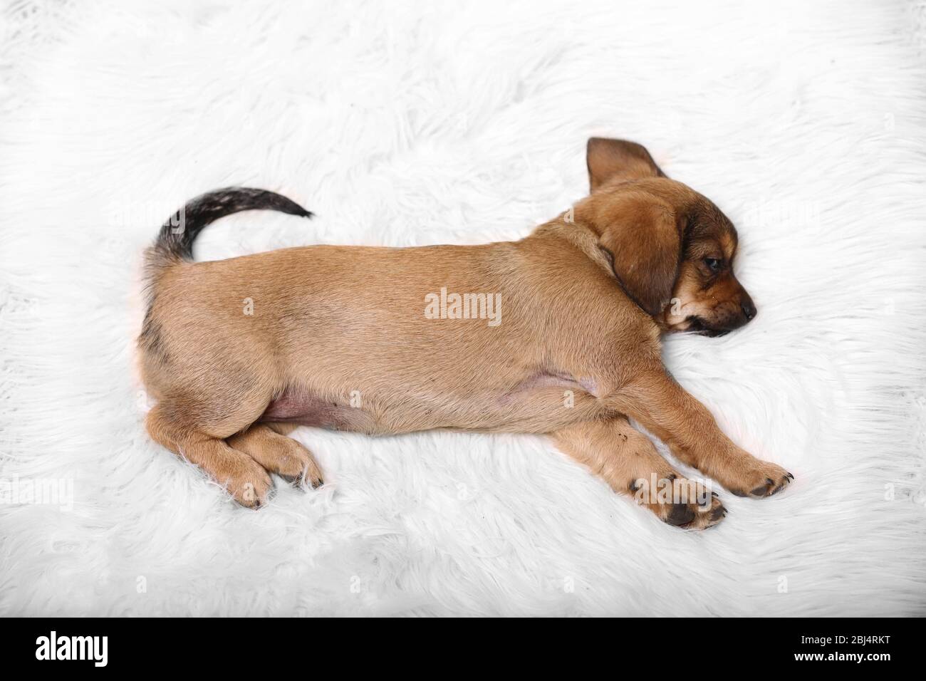 Cute puppy on carpet at home Stock Photo - Alamy