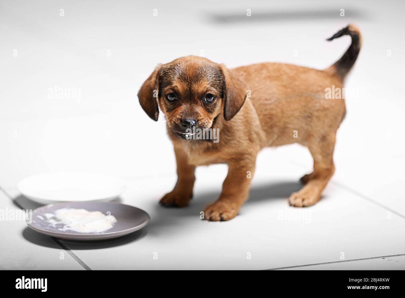 Cute puppy eating on floor at home Stock Photo Alamy