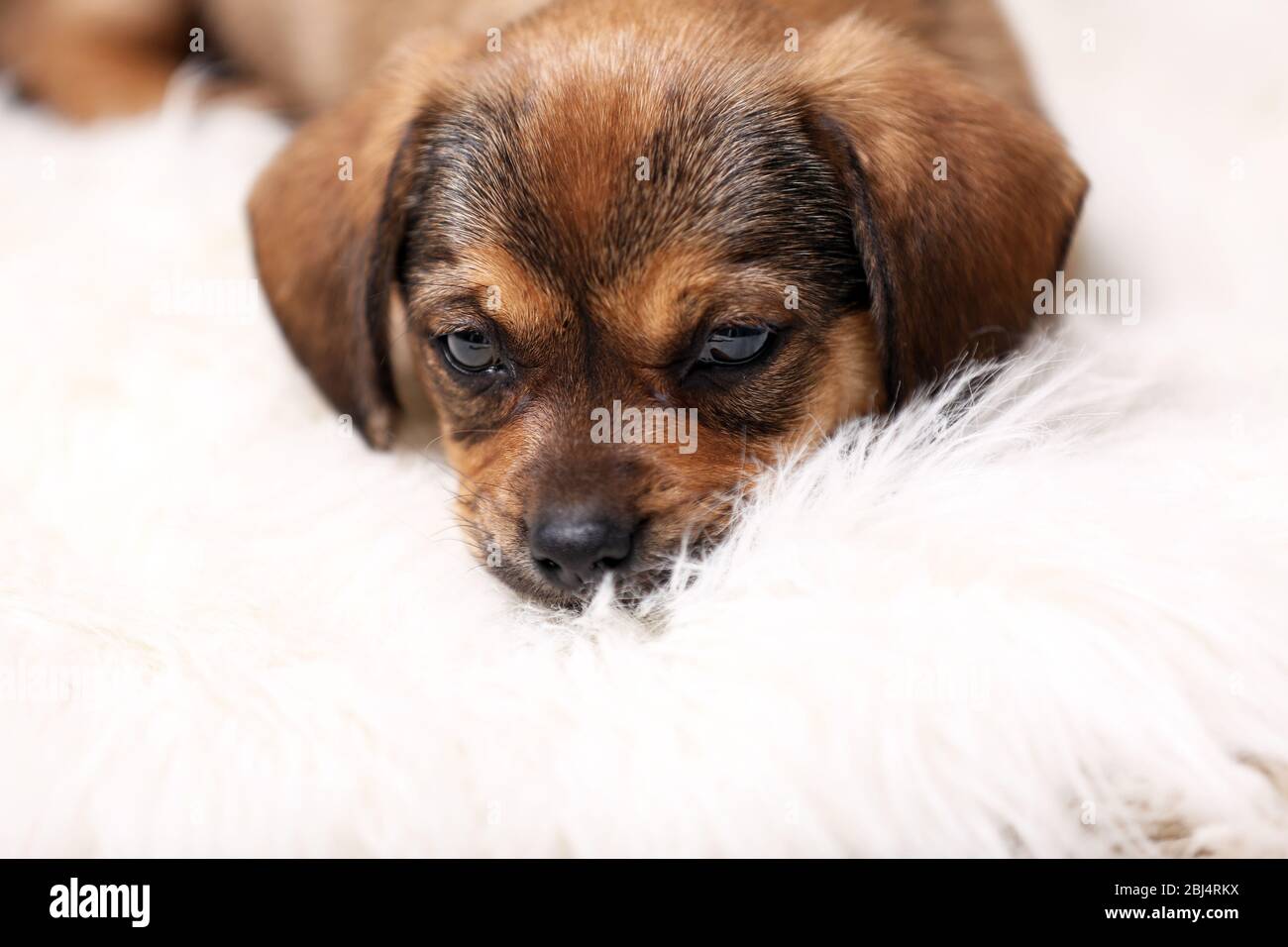 Cute puppy on carpet at home Stock Photo - Alamy