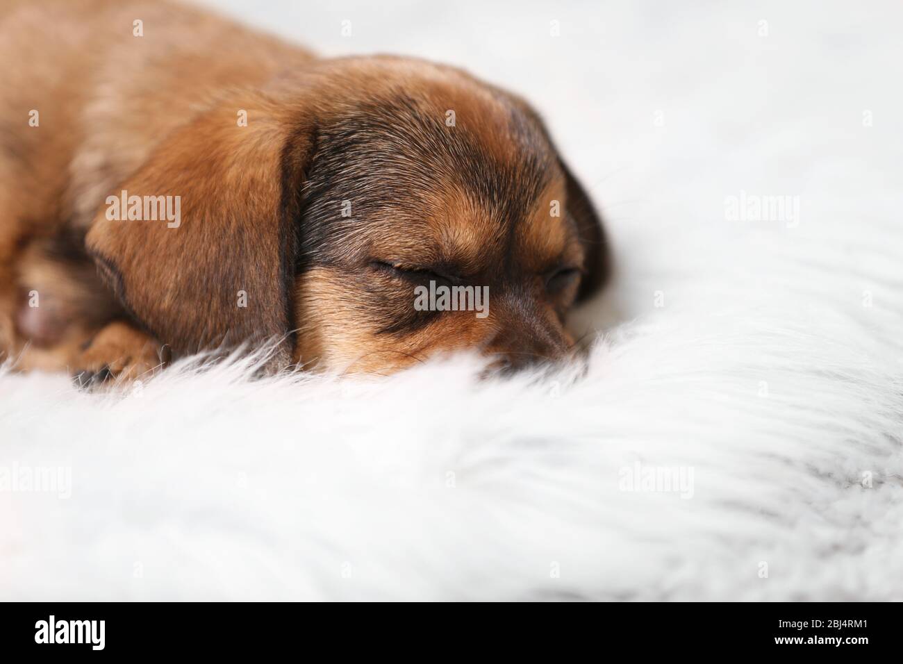 Cute puppy on carpet at home Stock Photo - Alamy