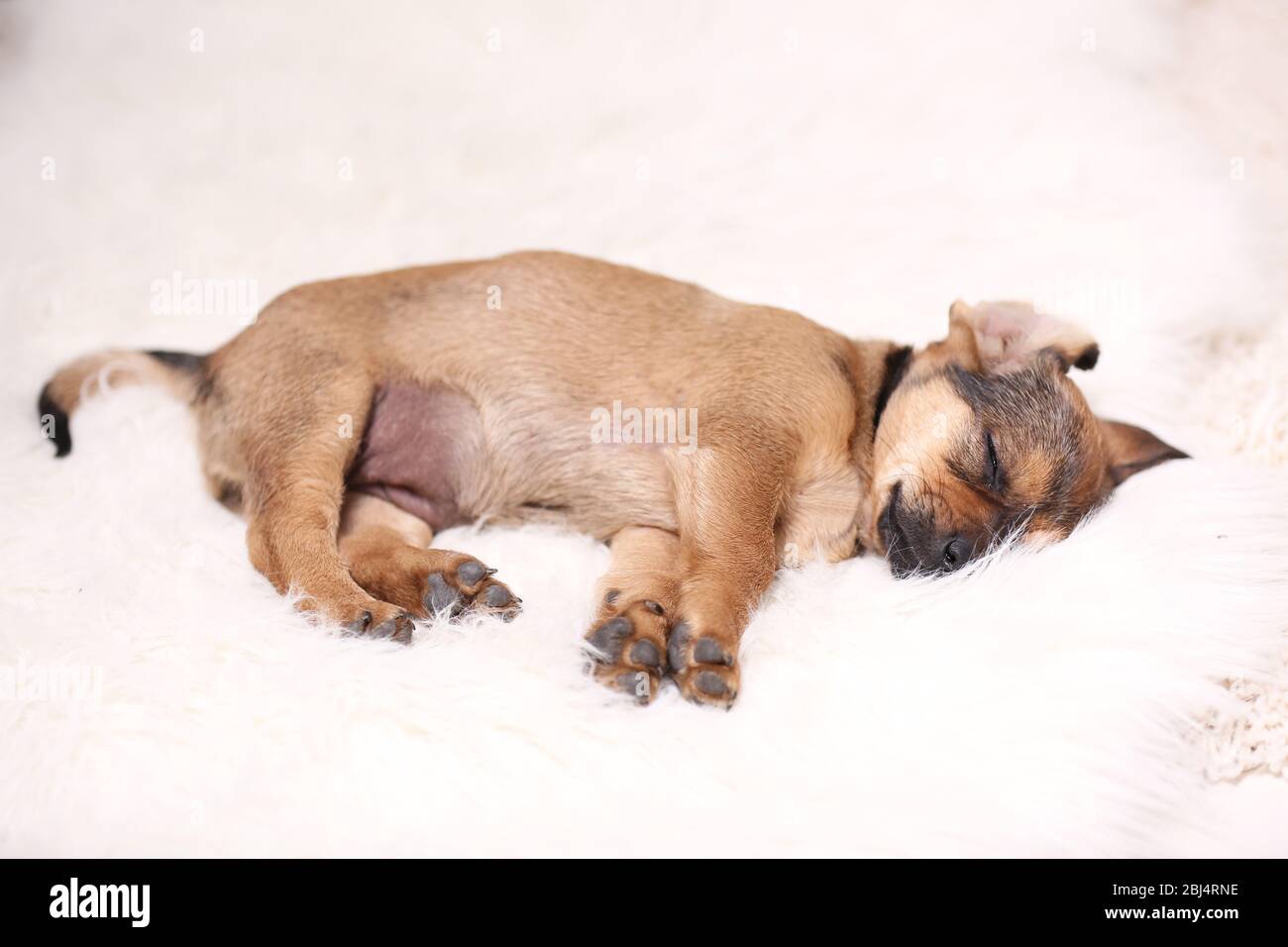 Cute puppy sleeping on carpet at home Stock Photo - Alamy