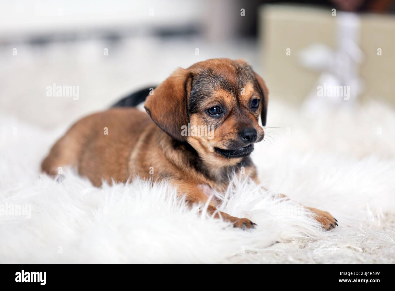 Cute puppy on carpet at home on gifts background Stock Photo - Alamy
