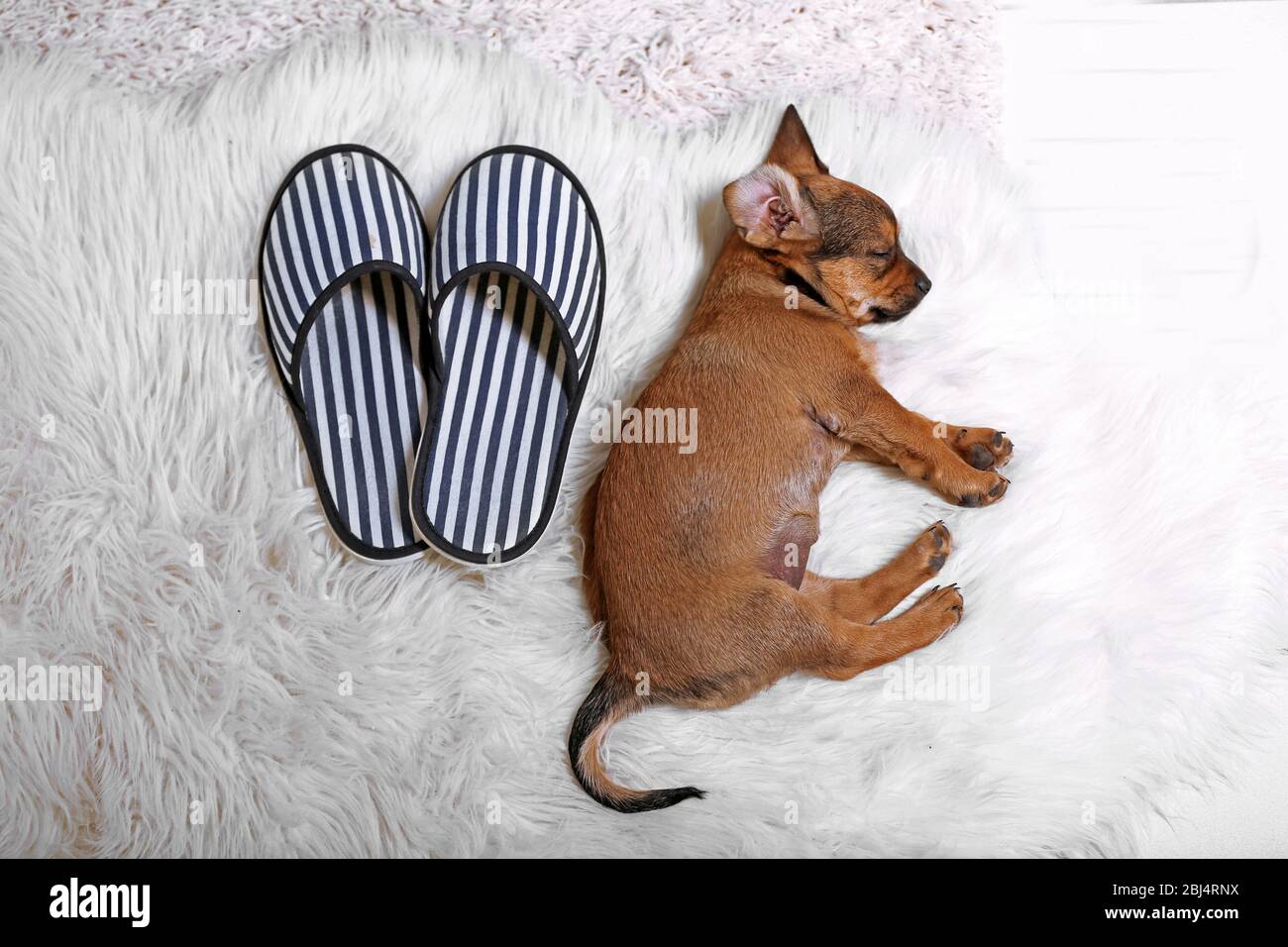 Cute puppy sleeping on carpet at home Stock Photo - Alamy