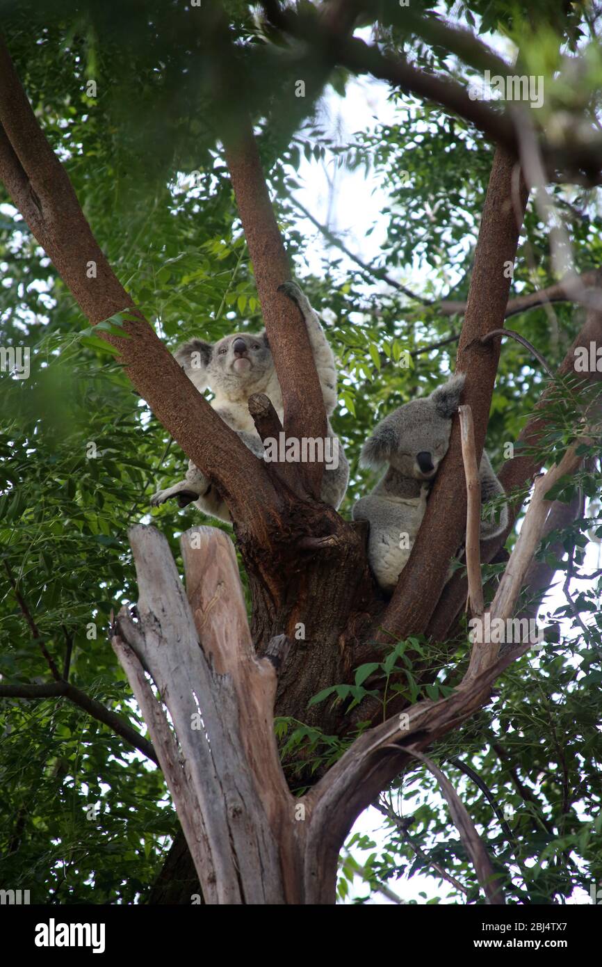 Koala Bears, Australia Stock Photo Alamy