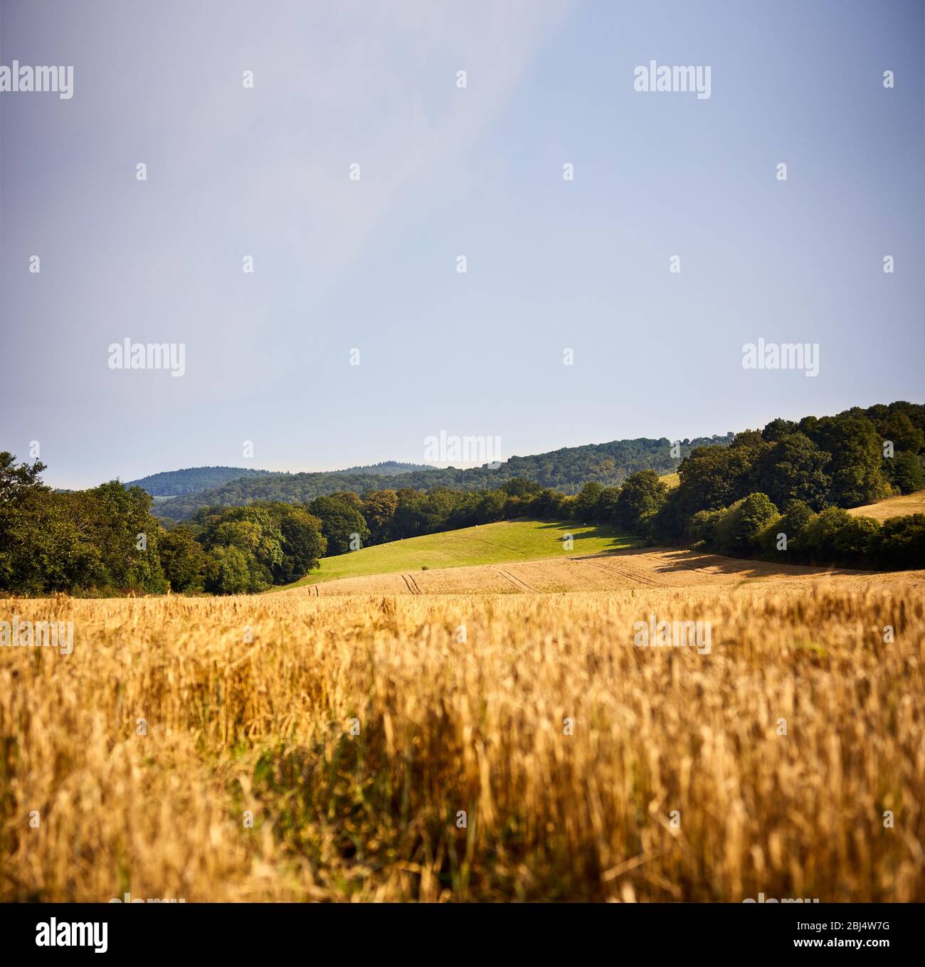 Wheat crops field in a beautiful summer landscape under blue sky Stock ...