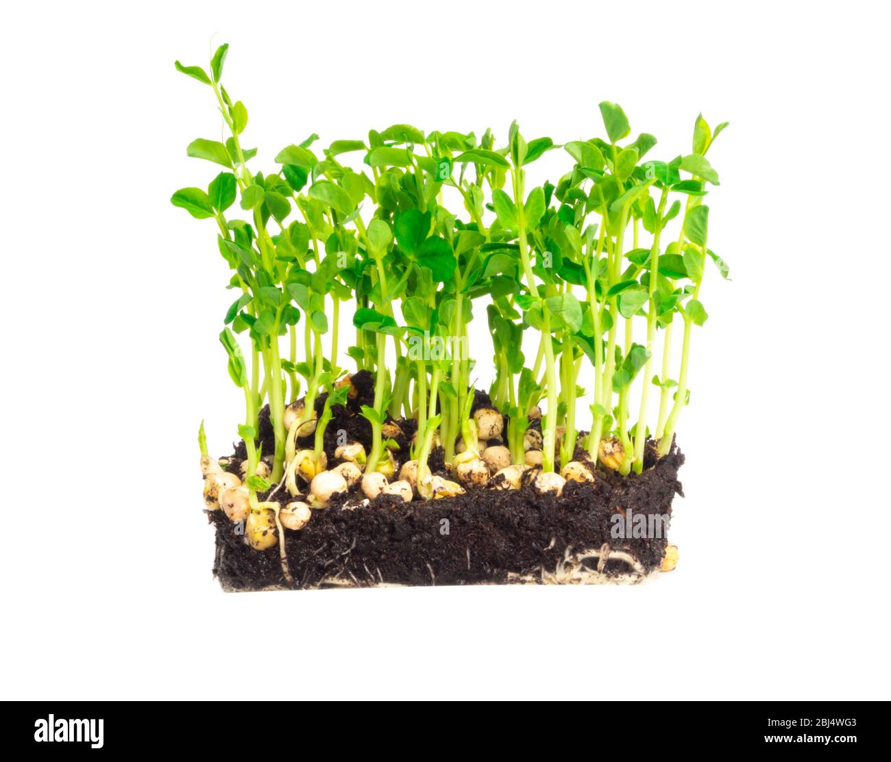 Garden fast growing green pea micro sprouts, rich in antioxidants