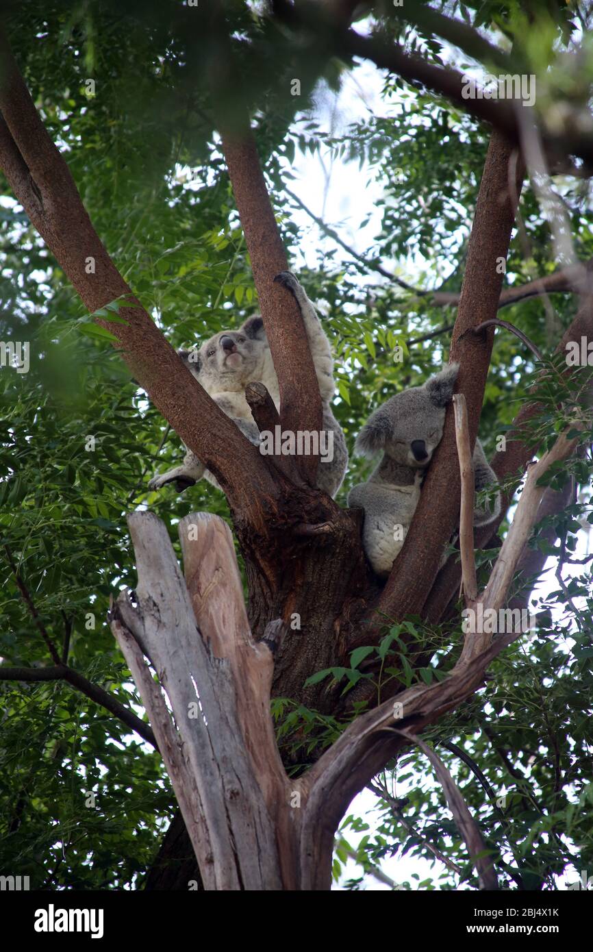 Koala Bears, Australia Stock Photo Alamy