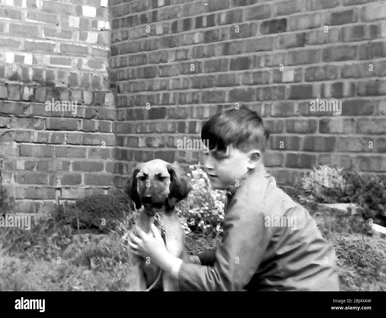 A young boy, aged about 8 years old, trains a young pedigree afghan hound puppy dog to sit, holding it in position, in a garden in Lancashire, uk, in 1960. Stock Photo