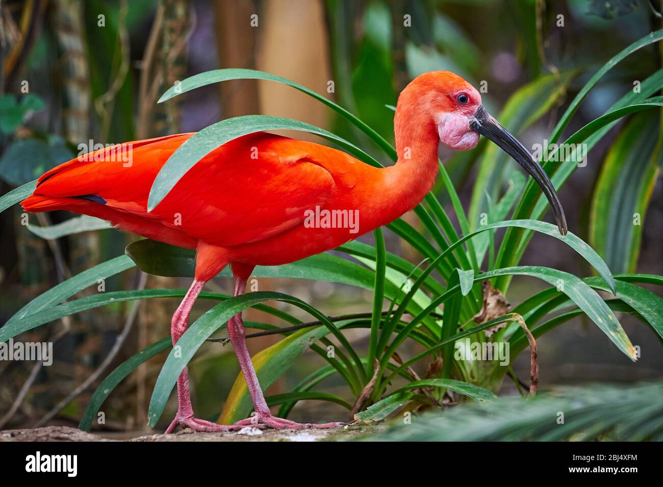 Scarlet Ibis Bird Closeup Eudocimus Ruber Stock Photo Alamy scarlet-ibis-bird-closeup-eudocimus-ruber-stock-photo-alamy